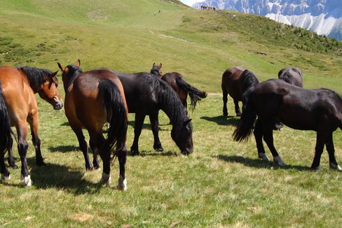 Tierzüchterinnen und Tierzüchter, die sich freiwillig für die Erhaltung von lokalen Rassen einsetzen, die vom Aussterben bedroht sind, erhalten eine finanzielle Förderung; im Bild: Noriker. (Foto: LPA/Landesamt für Viehzucht in der Landesabteilung Landwirtschaft)