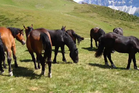 Tierzüchterinnen und Tierzüchter, die sich freiwillig für die Erhaltung von lokalen Rassen einsetzen, die vom Aussterben bedroht sind, erhalten eine finanzielle Förderung; im Bild: Noriker. (Foto: LPA/Landesamt für Viehzucht in der Landesabteilung Landwirtschaft)