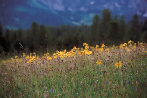Die Landesregierung hat am 28. August die neuen Managementleitlinien zur Ausbringung von Gülle und Jauche in Natura-2000-Gebieten – im Bild die Armentarawiesen – beschlossen. (Foto: Landesamt für Natur/Sepp Hackhofer)
