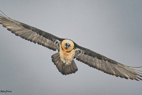 Con un'apertura alare di quasi tre metri, il gipeto è uno degli uccelli volanti più grandi del mondo. Si sta cercando un nome adatto per il giovane gipeto della Val Martello. (Foto: Parco Nazionale dello Stelvio/Mario Monfrini)