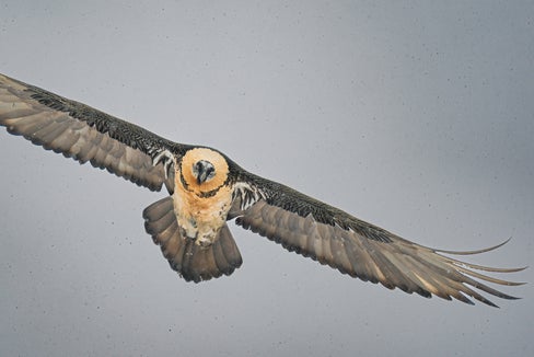 Mit fast drei Metern Spannweite gehört der Bartgeier zu den größten flugfähigen Vögeln der Welt. Für den Bartgeiernachwuchs im Martelltal wird ein passender Name gesucht. (Foto: Nationalpark Stilfserjoch/Mario Monfrini)
