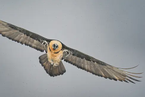 Con un'apertura alare di quasi tre metri, il gipeto è uno degli uccelli volanti più grandi del mondo. Si sta cercando un nome adatto per il giovane gipeto della Val Martello. (Foto: Parco Nazionale dello Stelvio/Mario Monfrini)