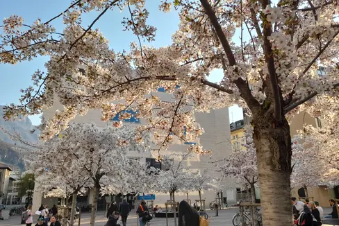 Primavera in città: la fioritura dei ciliegi sulla piazza dell'università a Bolzano il 26 marzo. (Foto: ASP/Maja Clara)