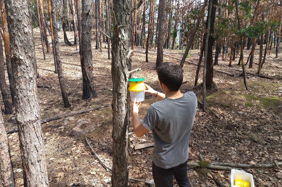 Die Aufgaben des Landespflanzenschutzdienstes sind vielfältig. Das Anbringen von Fallen, wie hier im Montiggler Wald, ermöglicht das Monitoring von Schadorganismen. (Foto: LPA/Landespflanzenschutzdienst)