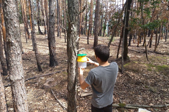 I compiti del Servizio Fitosanitario provinciale sono molteplici. L'installazione di trappole, come in questo caso nella foresta di Monticolo, consente di monitorare gli organismi nocivi. (Foto: USP/Servizio Fitosanitario)