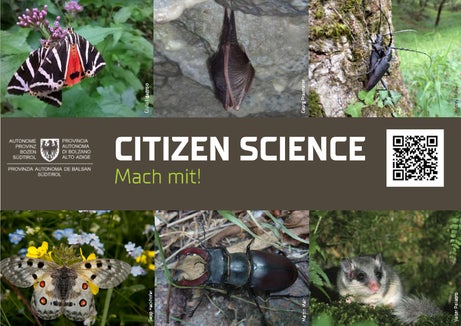 Im Rahmen des Citizen Science-Projekts können Sichtungen in Südtirol von ausgewählten Arten, die laut europäischer Fauna-Flora-Habitat-Richtlinie (FFH) bedroht, selten oder endemisch sind, gemeldet werden. (Collage: Landesamt für Natur)