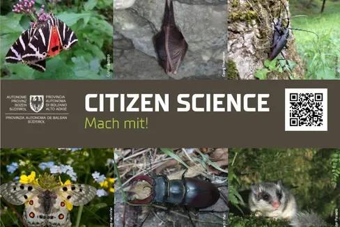 Im Rahmen des Citizen Science-Projekts können Sichtungen in Südtirol von ausgewählten Arten, die laut europäischer Fauna-Flora-Habitat-Richtlinie (FFH) bedroht, selten oder endemisch sind, gemeldet werden. (Collage: Landesamt für Natur)