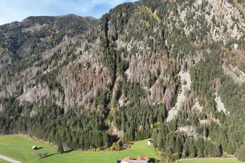 L'infestazione da bostrico: gli alberi di colore grigio erano infestati, ma non offrono più buone condizioni di vita al coleottero. Gli alberi di colore bruno-rossastro sono invece infestati e dovrebbero essere rimossi. Quelli verdi invece, sono ancora un patrimonio boschivo sano. (Foto: ASP/Ripartizione foreste)