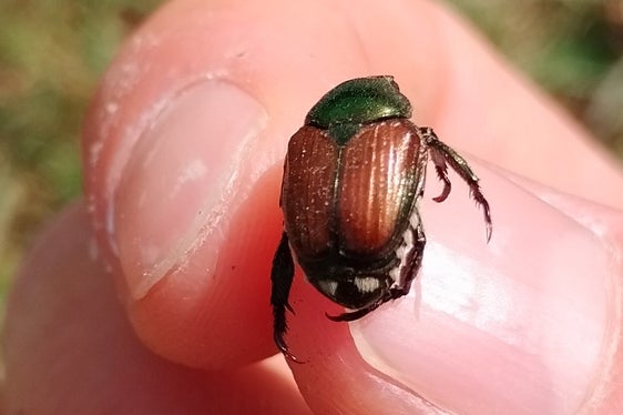 Der Japankäfer (Popillia japonica) ist ein invasiver Schädling, der sowohl als Käfer als auch als Larve (Engerling) erhebliche Schäden an Pflanzen verursacht. Er frisst an über 400 verschiedenen Nutz- und Zierpflanzen und gefährdet somit die Landwirtschaft, den Gartenbau und die Umwelt. (Foto: LPA/Landesamt für Obst- und Weinbau und Landespflanzenschutzdienst)