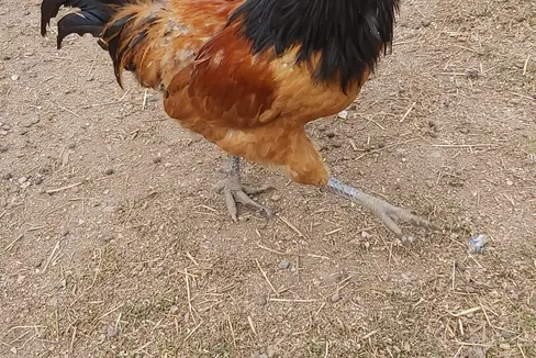Poiché negli ultimi due mesi non sono stati segnalati nuovi casi di influenza aviaria nei territori limitrofi, la raccomandazione di stabulazione obbligatoria viene ritirata (Foto: ASP/uli)