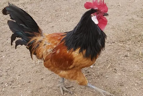 Der Hahn darf seine Hühner wieder ins Freie führen, das Risiko einer Ansteckung mit der Geflügelgrippe ist nur noch minimal: Der Landesveterinärdienst hat die Empfehlung zur Stallhaltung von Geflügel zurückgezogen. (Foto: LPA/Ulrike Huber)