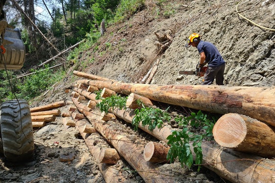Die Ingenieurbiologie ist eine Form der Bautechnik, bei der lebende Pflanzen oder Pflanzenteile zum Erosionsschutz und zur Stabilisierung von Böschungen oder Ufern eingesetzt werden. (Foto: LPA/Landesamt für Wildbach- und Lawinenverbauung Ost)