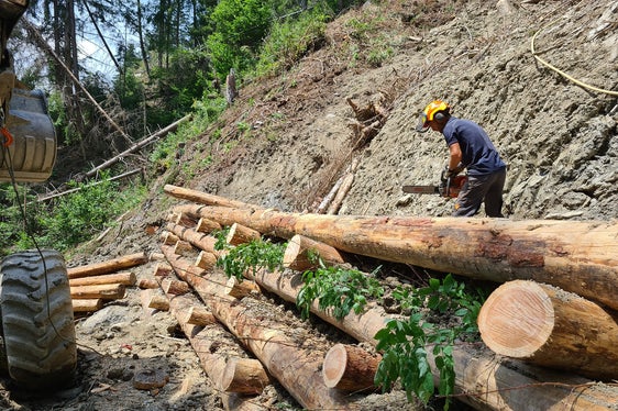 La biologia ingegneristica è una forma di tecnologia edilizia in cui le piante viventi o parti di esse vengono utilizzate per il controllo dell'erosione e la stabilizzazione di pendii o argini. (Foto: ASP/Ufficio bacini montani Est)