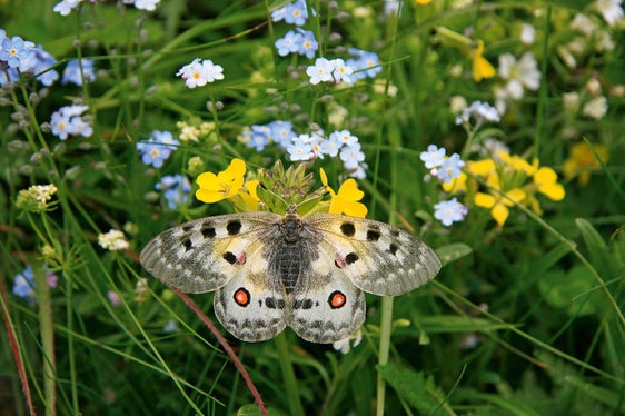 Il centro visite del Parco Naturale Vedrette Ries-Aurina espone una mostra speciale sull’affascinante mondo delle farfalle intitolata Bye bye butterfly (Foto: ASP/Sepp Hackhofer)
