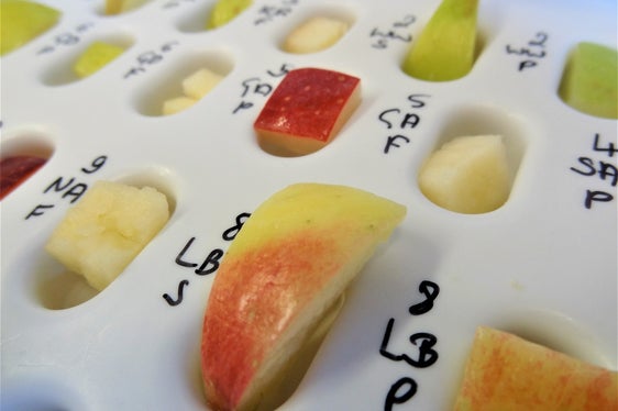 Hintergrund der Studie ist die enge Verwandtschaft der Allergene: Das Birkenpollenallergen (Bet v1) und das Apfelallergen (Mal d1) sind strukturell so ähnlich, dass das Immunsystem sie kaum unterscheiden kann. (Foto: Laimburg Research Centre)