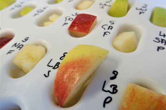 Lo studio si basa sulla stretta parentela tra gli allergeni: l'allergene del polline di betulla (Bet v1) e l'allergene della mela (Mal d1) sono strutturalmente così simili che il sistema immunitario fatica a distinguerli. (Foto: Foto: Centro di Sperimentazione Laimburg)