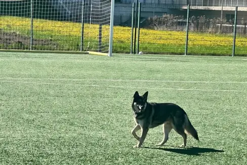 Dieser streunende Hund hat am 30. April vormittags in Bruneck Aufsehen erregt: Laut dem Landesamt für Wildtiermanagement handelt es sich dabei um einen Hund, vermutlich der Rasse Tschechoslowakischer Wolfshund. Streunenlassen von Hunden ist laut Tierschutzgesetz und Landesjagdgesetz strengstens verboten. Foto: LPA/Landesamt für Wildtiermanagement)