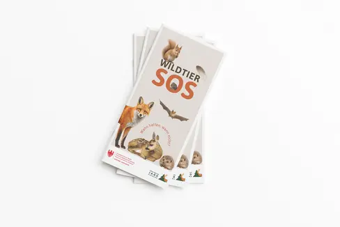 Landesamt für Wildtiermanagement startet in Zusammenarbeit mit Südtiroler Jagdverband die Informationskampagne Wildtier SOS – Wann helfen, wann nicht? (Quelle: LPA/Landesamt für Wildtiermanagement in der Landesabteilung Forstdienst)