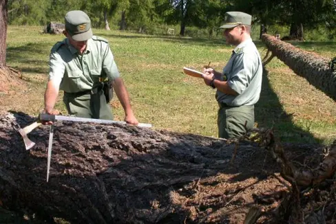 Die Holzauszeige zählt zu den Zuständigkeiten der Mitarbeitenden des Landesforstkorps. Demnächst bekommen sie eine neue Uniform mit den neuen Standards angepassten Dienstabzeichen, die Stationsleiter bekommen ein neues. (Foto: LPA/Landesforstkorps)