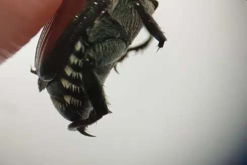 Der Japankäfer ist etwa zehn bis zwölf Millimeter lang und hat eine metallisch-grüne Färbung auf Kopf und Halsschild sowie kupferbraune Flügeldecken. Das wichtigste Erkennungsmerkmal sind fünf kleine weiße Haarbüschel an jeder Seite des Hinterleibs und zwei größere weiße Haarbüschel am unteren Ende des Körpers. Verdächtige Käfer sollen sofort eingefangen beziehungsweise unschädlich gemacht und umgehend dem Pflanzenschutzdienst in Bozen oder einem Berater übergeben werden. (Foto: LPA/Landesamt für Obst- und Weinbau und Landespflanzenschutzdienst)