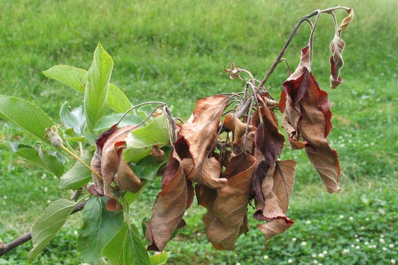 Wie verbrannt schauen Teile der von Feuerbrand befallenen Bäume aus. Die Bakterienkrankheit ist höchst ansteckend. (Foto: Versuchszentrum Laimburg)