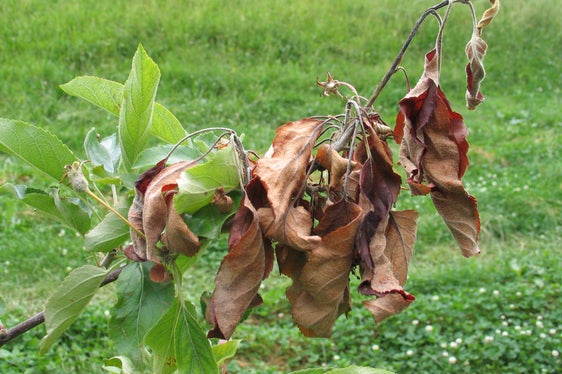 Wie verbrannt schauen Teile der von Feuerbrand befallenen Bäume aus. Die Bakterienkrankheit ist höchst ansteckend. (Foto: Versuchszentrum Laimburg)