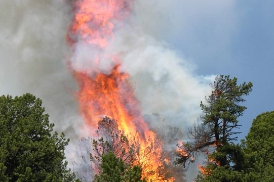 A causa dell'attuale situazione di siccità e dei forti venti previsti per domenica prossima il Servizio forestale provinciale segnala l’aumento del rischio di incendi boschivi (Foto: ASP/Ripartizione foreste)