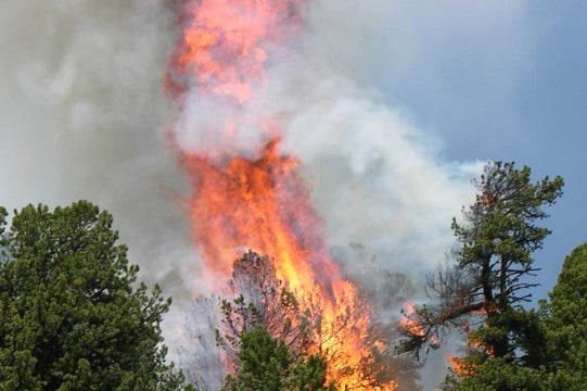 A causa dell'attuale situazione di siccità e dei forti venti previsti per domenica prossima il Servizio forestale provinciale segnala l’aumento del rischio di incendi boschivi (Foto: ASP/Ripartizione foreste)