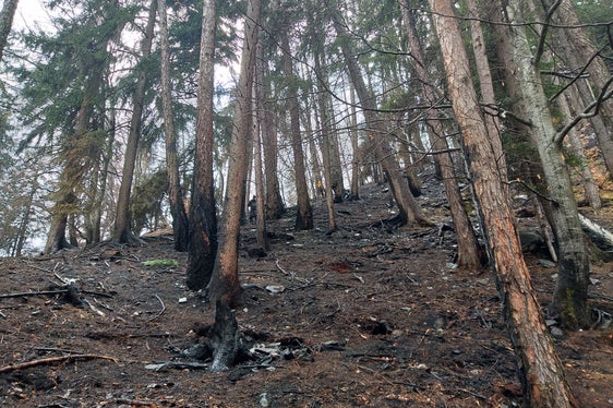 Am 4. Februar war am Marlinger Berg ein Brand ausgebrochen, der durch einen Großeinsatz der Feuerwehren zwar schon am Tag darauf unter Kontrolle gebracht wurde, aber noch tagelang weiterschwelte. Durch den vorwiegenden Bodenbrand waren hauptsächlich die Bodenvegetation und die oberflächigen Bodenschichten betroffen. (Foto: LPA/Landesamt für Forstplanung)