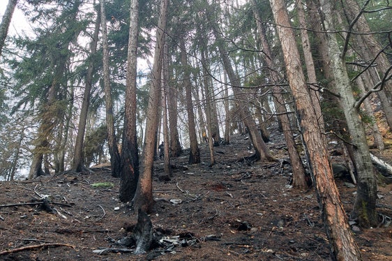 Il 4 febbraio un vasto incendio ha coinvolto il bosco nella montagna sopra Marlengo che ha distrutto diversi ettari di terreno (Foto: ASP/Ufficio Pianificazione forestale)