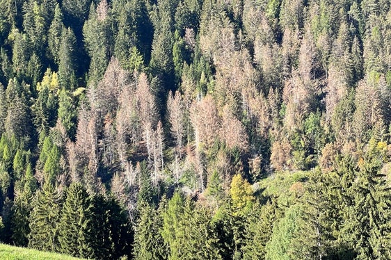 Südtirols Wälder leiden unter dem Borkenkäferbefall - die Rotfichten verfärben sich. Die Abteilung Forstwirtschaft startet jetzt, während der Winterruhe des Buchdruckers, eine Kampagne, um den Vormarsch der Borkenkäfer einzudämmen. (Foto: LPA/Abteilung Forstwirtschaft)