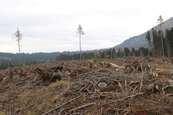 Alla fine di ottobre 2018, la tempesta Vaia si è abbattuta sull'Alto Adige, causando danni a un'area forestale di circa 6.000 ettari: gli sforzi di bonifica hanno avuto successo, ma i danni sono ancora evidenti. (Foto: ASP/Noemi Prinoth)