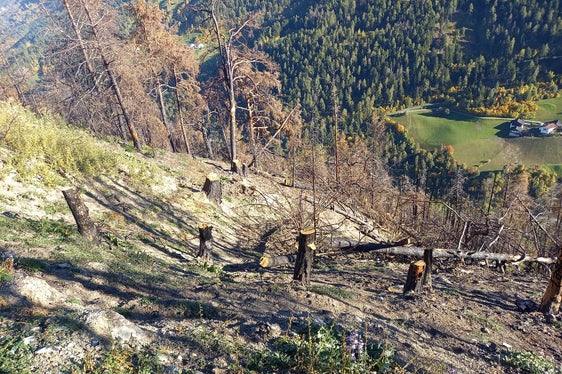 Alberi tagliati in alto per proteggere i piccoli alberi dalle frane nevose. (Foto: USP/Ispettorato forestale Silandro)