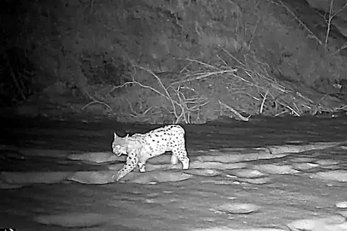 All'inizio di marzo, una fototrappola installata nel territorio comunale di Falzes ha fornito una conferma fotografica della presenza della lince. (Fonte: Ufficio provinciale Gestione fauna selvatica)