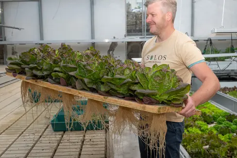 I risultati della coltivazione acquaponica condotta dalla start-up Aquaponics (Foto: ASP)