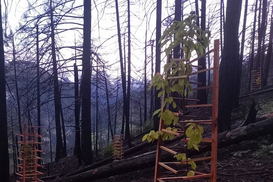 Gli alberi piantati vengono protetti dai danni causati dalla fauna selvatica con protezioni in legno. (Foto: USP/Ispettorato forestale di Silandro)