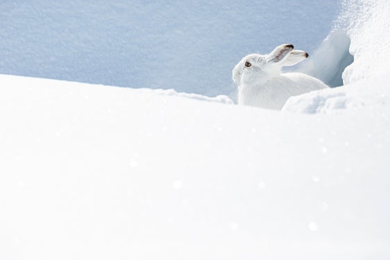 La flora e la fauna dell'Alto Adige sono al centro dell'attenzione dei cinque Centri visite dei Parchi naturali aperti anche nella stagione invernale. Nella foto: una lepre bianca alpina. (Foto: Hugo Wassermann)