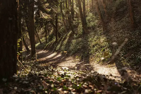 Der Wald ist ein wichtiger Lebensraum. Um diesen gesund, biodiversifiziert und widerstandsfähig zu halten, tritt das Land der EU-Forschungspartnerschaft Forests and Forestry for a Sustainable Future bei. (Foto: IDM/Alex Moling)