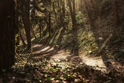 La Provincia di Bolzano aderirà alla “EU-Partnership on Forests and Forestry for a Sustainable Future”, su foreste e silvicultura. (Foto: IDM/Alex Moling)