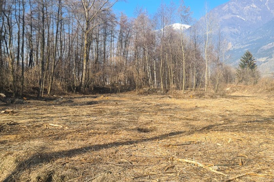 Nel bacino di ritenzione del Fosso di Tarres, vicino alla zona sportiva di Laces, la squadra di controllo sta ripulendo il letto del torrente, sfoltendo le sponde e tagliando gli alberi. (Foto: USP/Ufficio Sistemazione bacini montani ovest)
