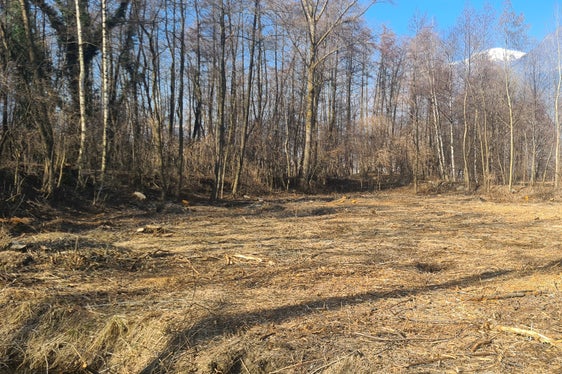 Nel bacino di ritenzione del Fosso di Tarres, vicino alla zona sportiva di Laces, la squadra di controllo sta ripulendo il letto del torrente, sfoltendo le sponde e tagliando gli alberi. (Foto: USP/Ufficio Sistemazione bacini montani ovest)