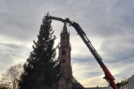 Ruhig und punktgenau wurde der Baum vom Tieflader in die Vertiefung am Rande des Waltherplatzes gehievt. (Foto: LPA/Maja Clara)