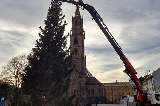 Ruhig und punktgenau wurde der Baum vom Tieflader in die Vertiefung am Rande des Waltherplatzes gehievt. (Foto: LPA/Maja Clara)