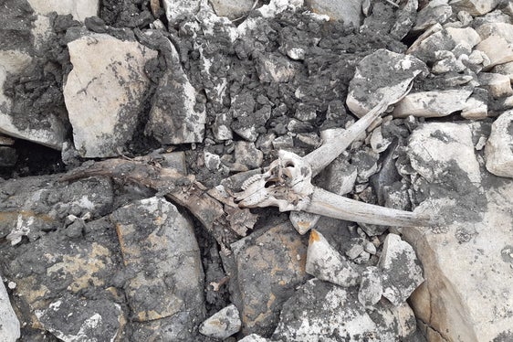 Aufmerksamen Bergsteigern ist es zu verdanken, dass die Steinbocküberreste von Förstern geborgen und dann im Labor analysiert werden konnten. (Foto: LPA/Forststation St. Leonhard)