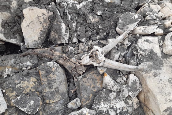 I resti degli stambecchi sono stati recuperati dai forestali e poi analizzati in laboratorio (Foto: ASP/Stazione forestale di San Leonardo in Passiria)