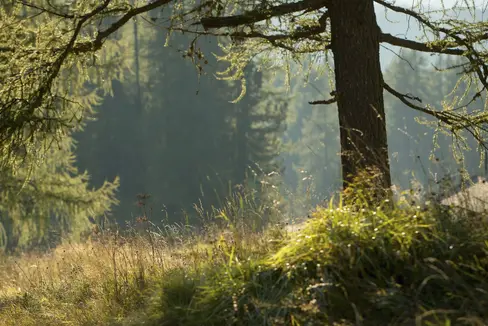 Auch mit der Ausstellung von Jagdscheinen wird ein Mitarbeiter der Landesverwaltung befassen, der in Kürze bei der Quästur arbeiten wird. Darüber zeigt sich Forstwirtschaftslandesrat Luis Walcher zufrieden, die Jagd sei nämlich wichtig für die Entwicklung der Wälder und für die Regulation des Tierbestands. (Foto: LPA/Idm/Daniel Geiger)