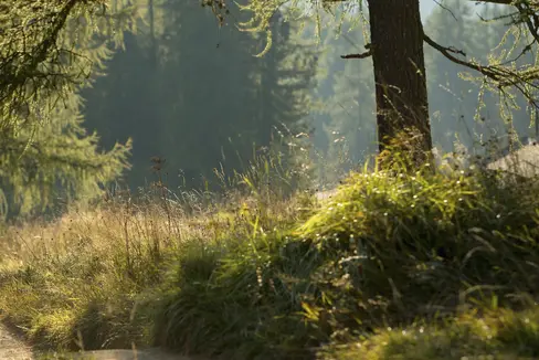 Auch mit der Ausstellung von Jagdscheinen wird ein Mitarbeiter der Landesverwaltung befassen, der in Kürze bei der Quästur arbeiten wird. Darüber zeigt sich Forstwirtschaftslandesrat Luis Walcher zufrieden, die Jagd sei nämlich wichtig für die Entwicklung der Wälder und für die Regulation des Tierbestands. (Foto: LPA/Idm/Daniel Geiger)