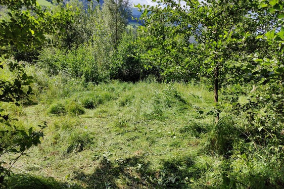 Biotoppflege in der Taufnerau in Naturns: nach dem Mähen und Ausreißen (Foto: LPA/Amt für Natur/Elias Ladurner)