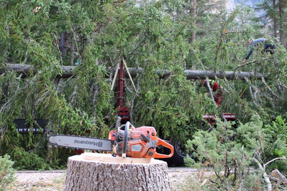 Die eben gefällte Fichte wird bereits in etwa drei Wochen am Rathausplatz in Wien in weihnachtlicher Beleuchtung erstrahlen. (Foto: LPA/Forstbetrieb Agentur Landesdomäne)