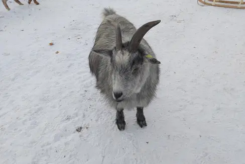 Al 16 gennaio 2023 le capre in Alto Adige erano 26.945. Il monitoraggio della loro salute e di quella degli altri animali da reddito è una parte importante del lavoro del Servizio veterinario provinciale. (Foto: ASP/uli)
